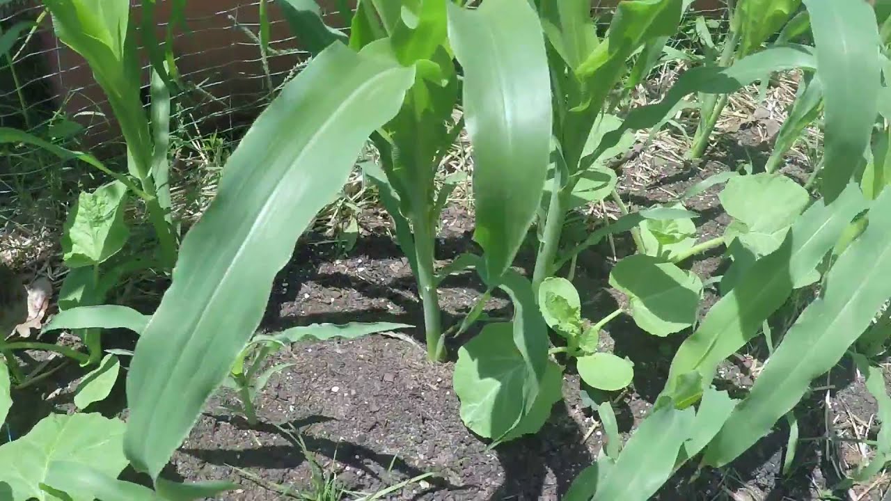 Compainion Planting: Pumpkin and Corn