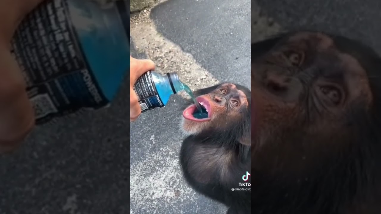 MONKEY ENJOYING LIFE😄🙌🏽   #monkey #animals #fyp #memes  #trending #drinking #funny
