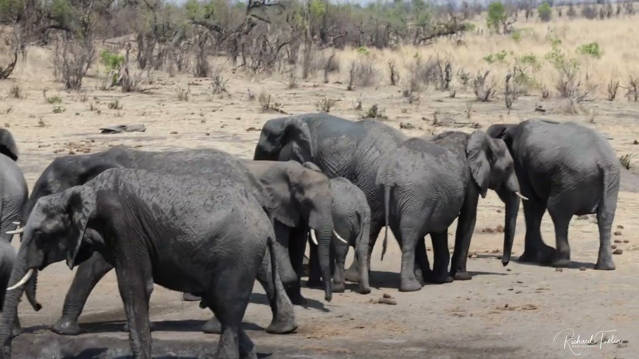 Herd of elephants hastening to the waterhole