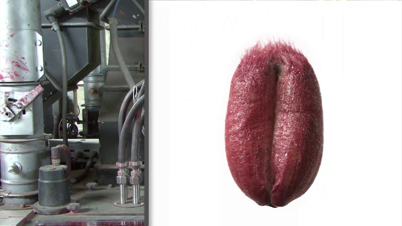 Le traitement des semences certifiées : Bien davantage que la seule protection de la semence