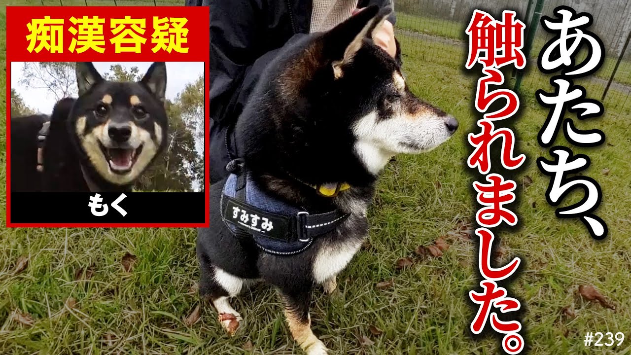 アタチ触られました、、、痴漢被害を訴える柴犬