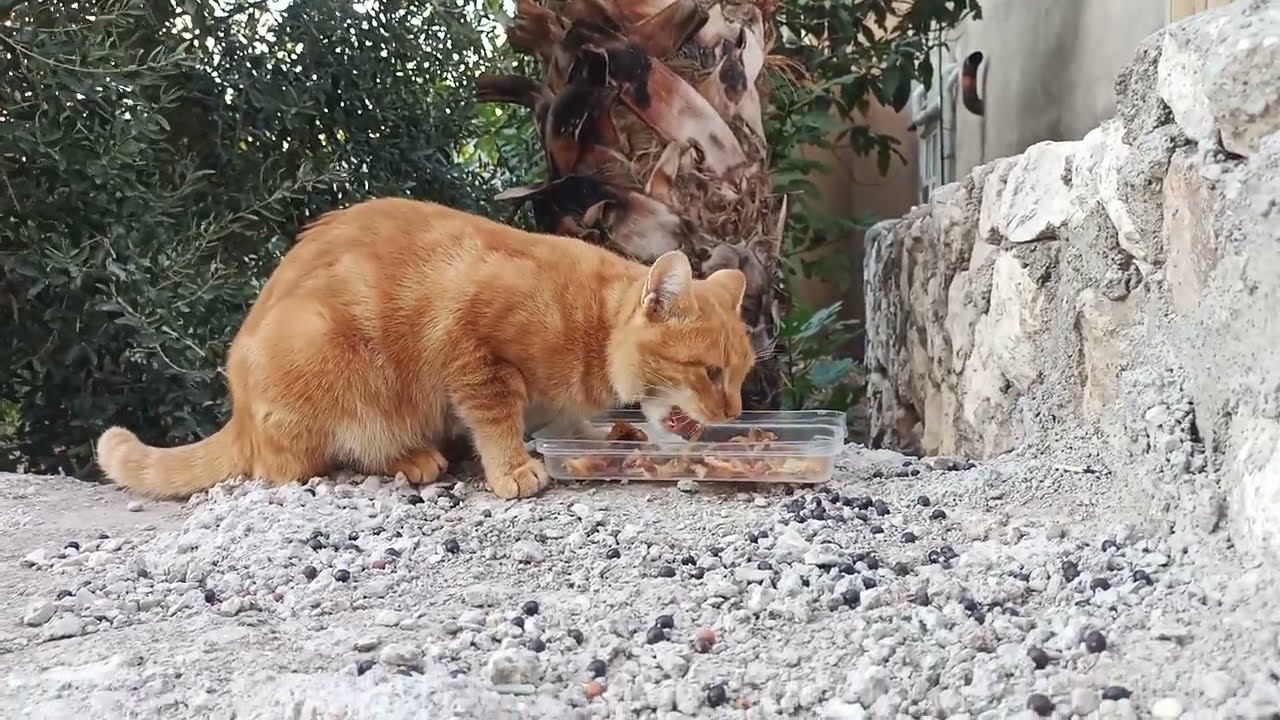 BENİM KEDİ - SARMAN KEDİ 🐈 Kedi Beslenme İpuçları 🐱 Sarman Kedisi