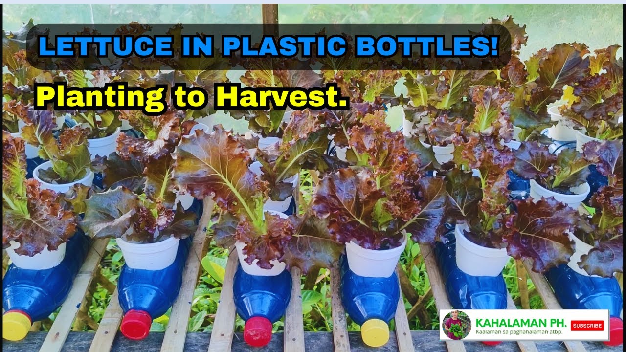 Lettuce in Plastic Bottles. SNAP Hydroponic by KaHalaman PH.