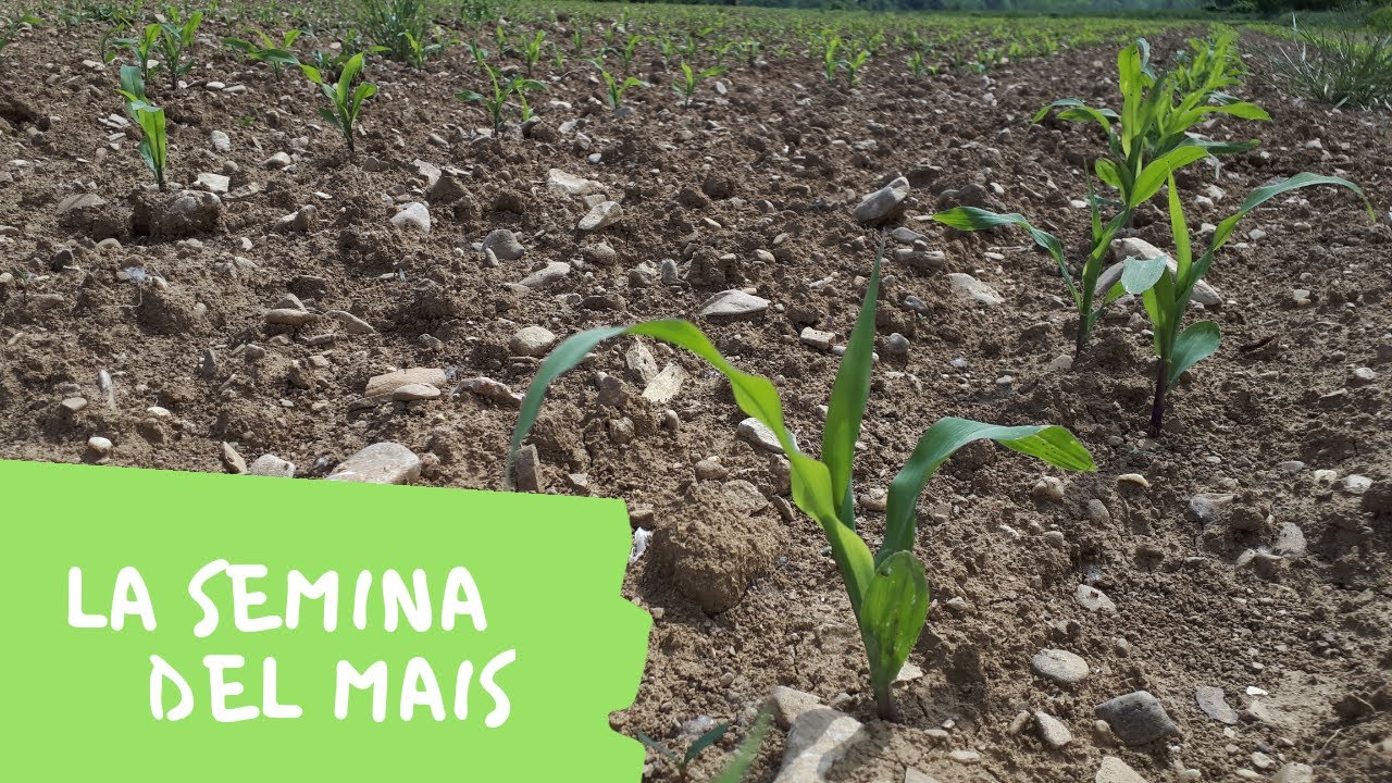 La semina del mais con seminatrice a file | Mielisa