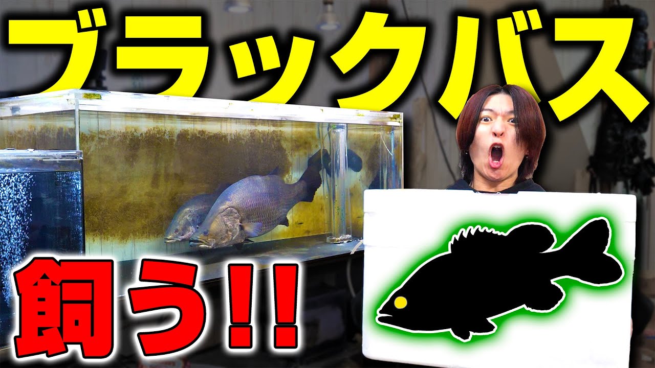 【ガチ】ついに釣り人の憧れ｢ブラックバス｣を飼い始めました