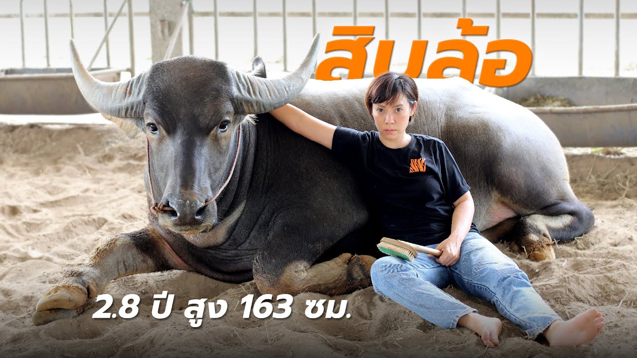 สิบล้อ ในวัย 2 ปี 8 เดือน กับความสูง 163cm สายเลือดควายยักษ์ชัดเจน