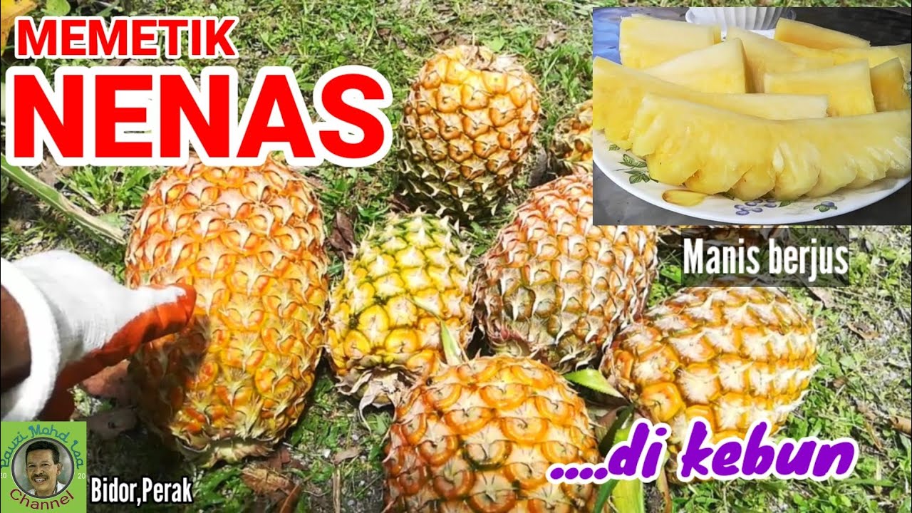 MEMETIK / PANEN NENAS SARAWAK DI KEBUN