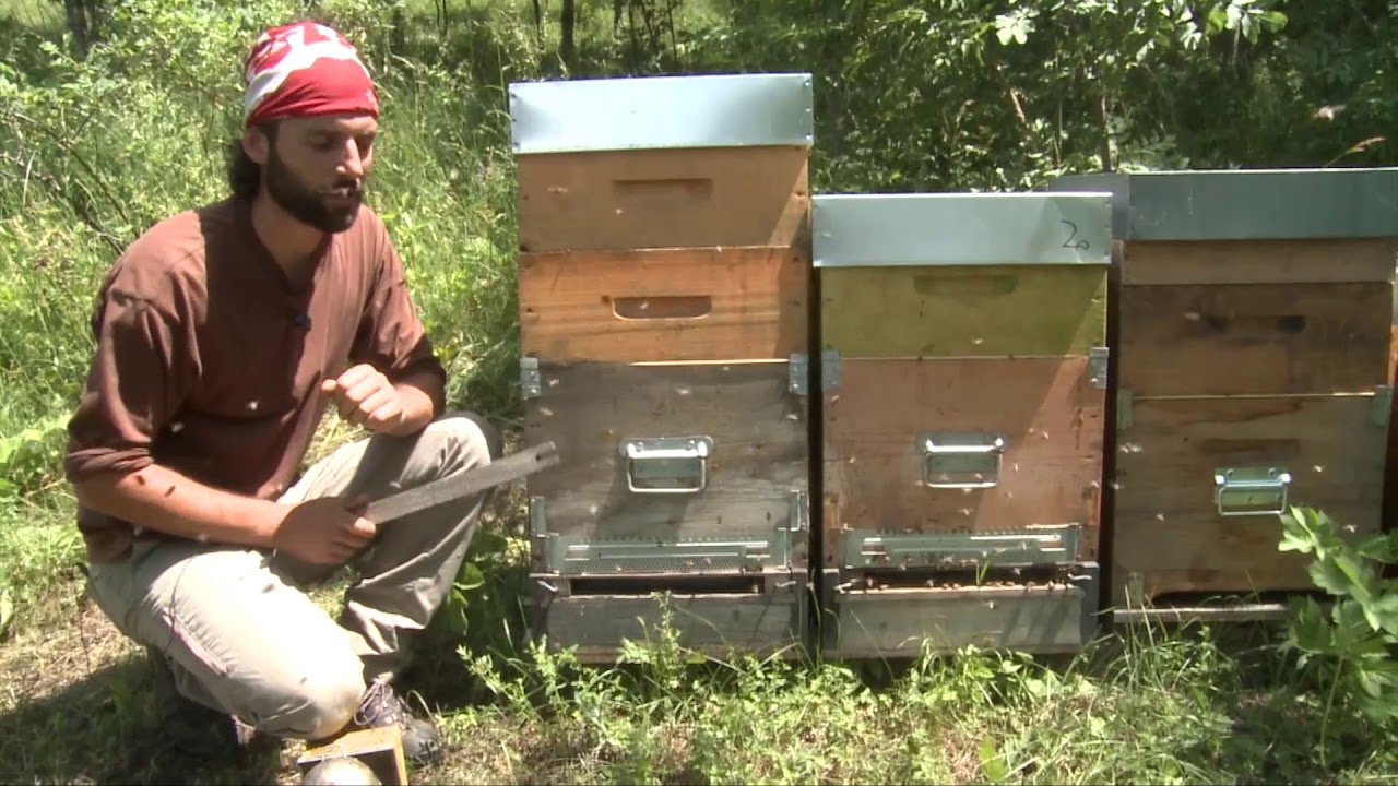DIVERSI MODI PER RACCOGLIERE IL POLLINE DI FIORI