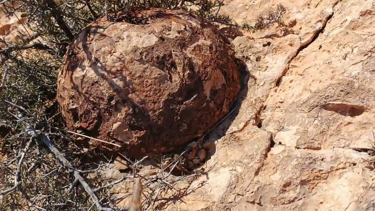 🍄 فطر صخري يخرج من الصخور فى بعض المناطق 