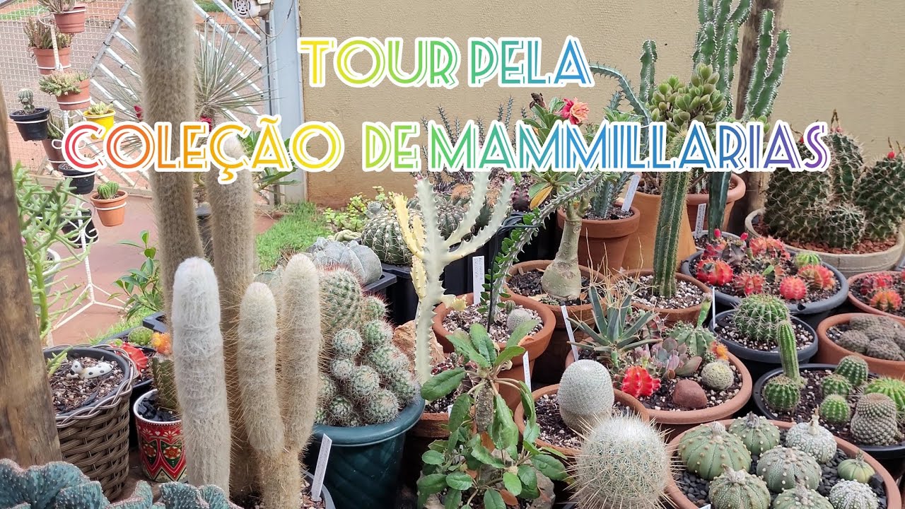 TOUR PELA COLEÇÃO DE MAMMILLARIAS.