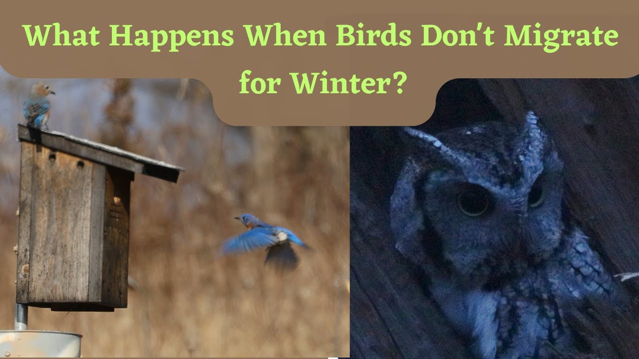 Why Do Some Birds Overwinter in Ontario, Canada and How Do They Survive the Winter?