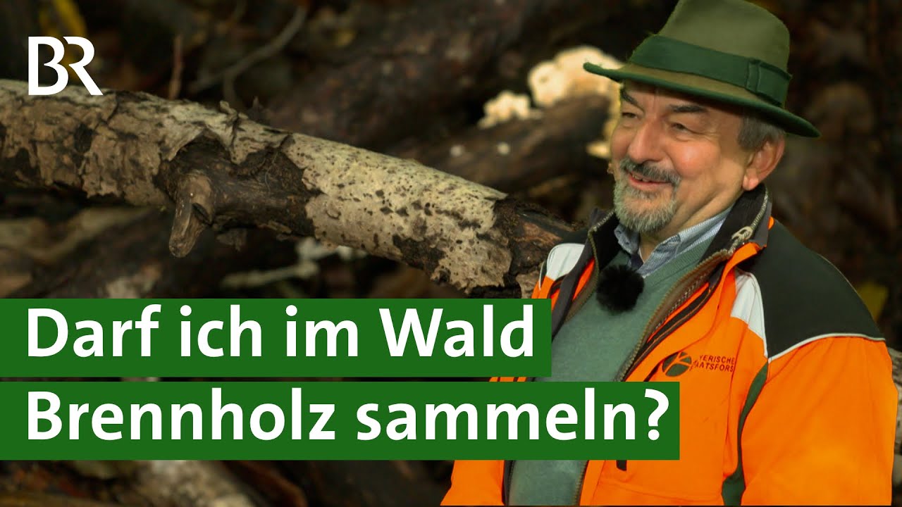 Holz klauben im Wald - Was ist erlaubt? | Brennholz | Unser Land | BR