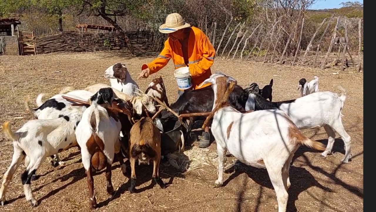 bastidores  !! Seu Mané vai trabalhar em uma fazenda !!
