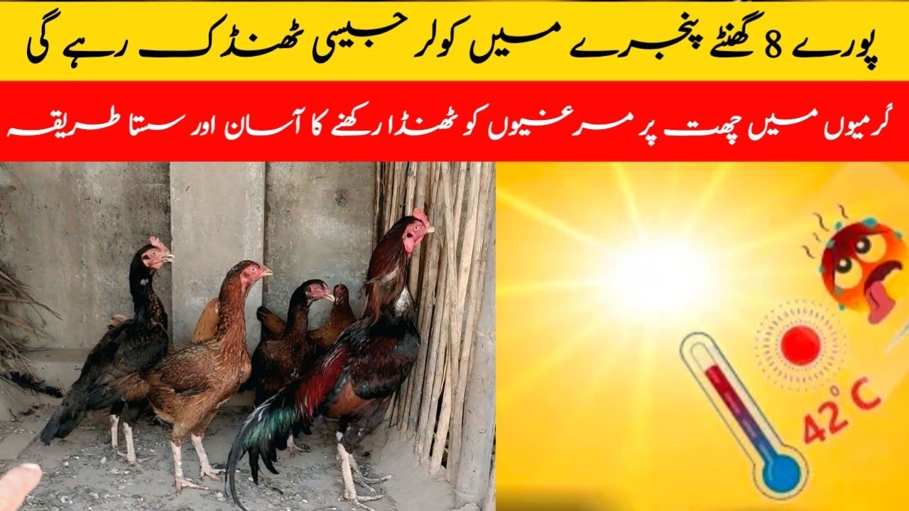 How to Keep Rooftop Chickens Cool in Summer? || Garmio mein Murghio ko Thanda kesy Rakhen?