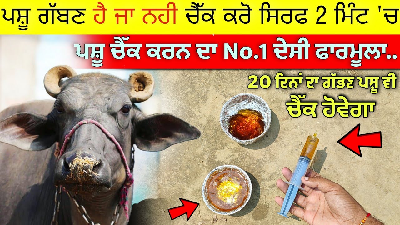 2 ਮਿੰਟ 'ਚ ਪਤਾ ਕਰੋ ਪਸ਼ੂ ਗੱਬਣ ਹੈ ਜਾ ਨਹੀ, ਦੇਖੋ ਦੇਸੀ ਤਰੀਕਾ • Pashu Gabhin hai ya nahi kaise Check kare