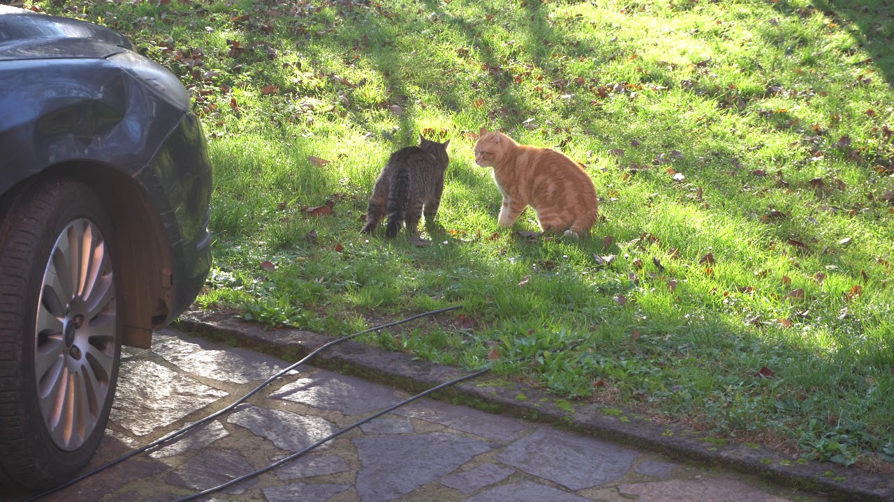 Ci son due gatti in calore fuori - 1