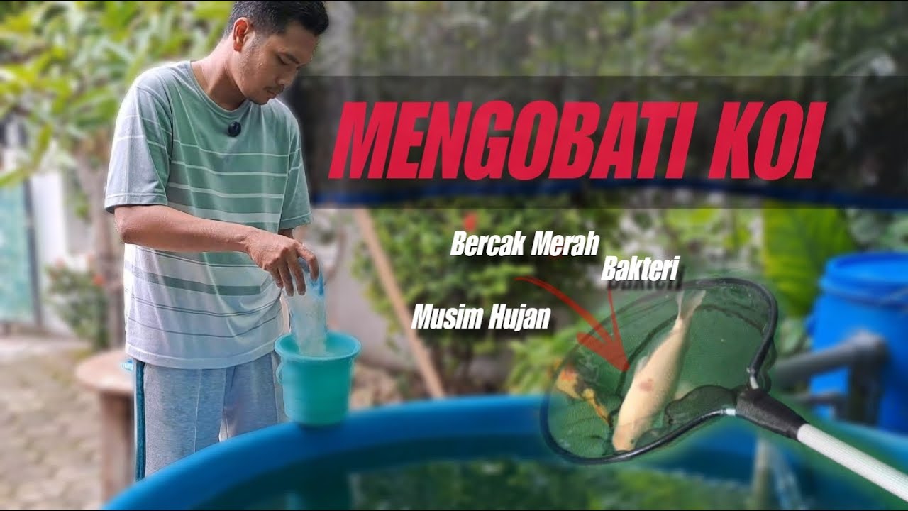 MENGOBATI IKAN KOI | BAKTERI HILANG DENGAN GARAM