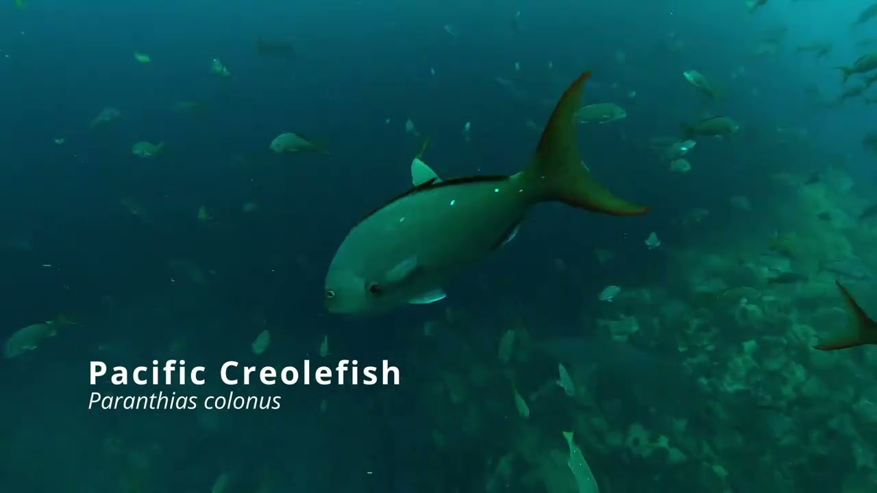 Diving The Galapagos