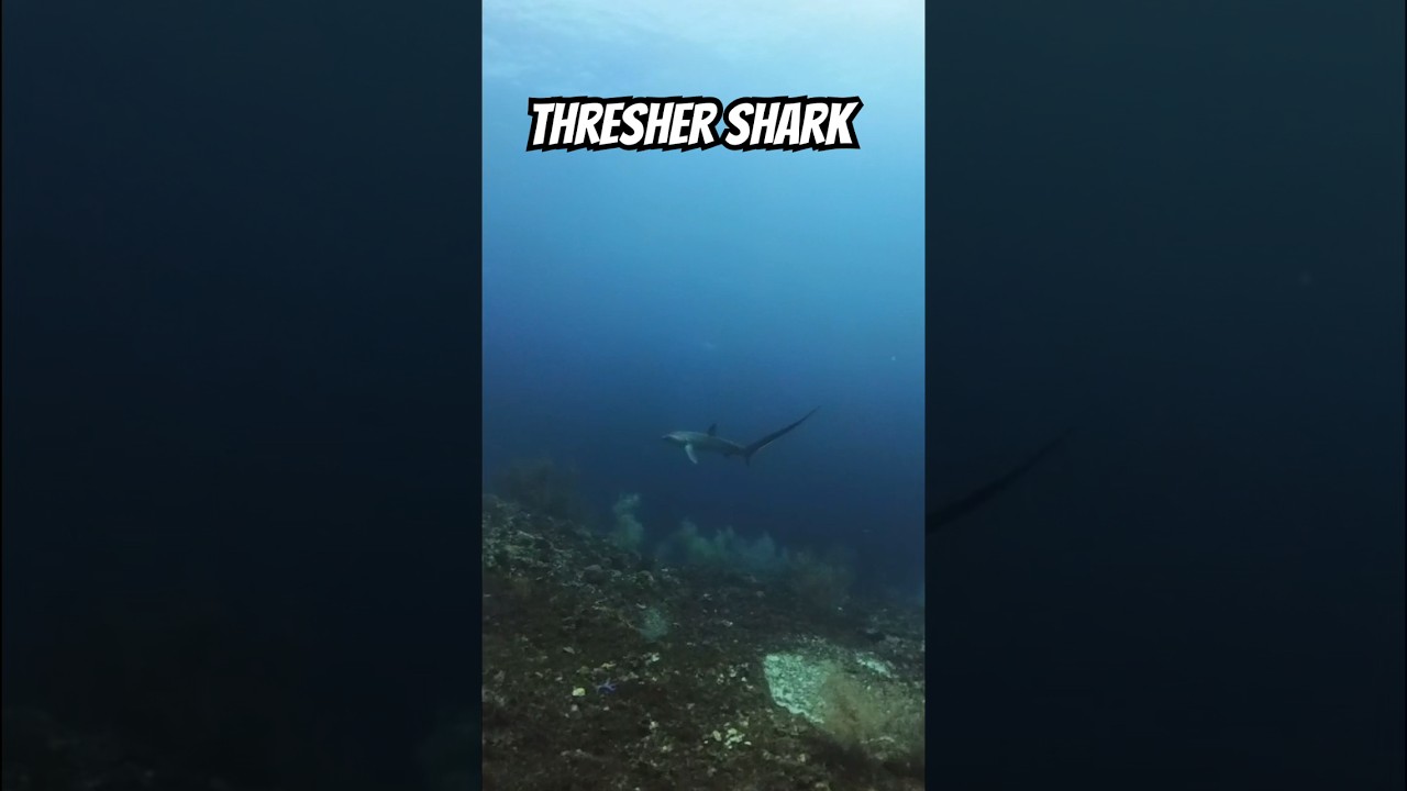 How amazing is this thresher shark #shark #threshershark #fishing #scubadiving #philippines #awesome