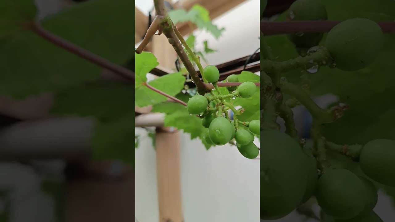 Update kebun anggur LGF MANADO varian early edora dan ninel 