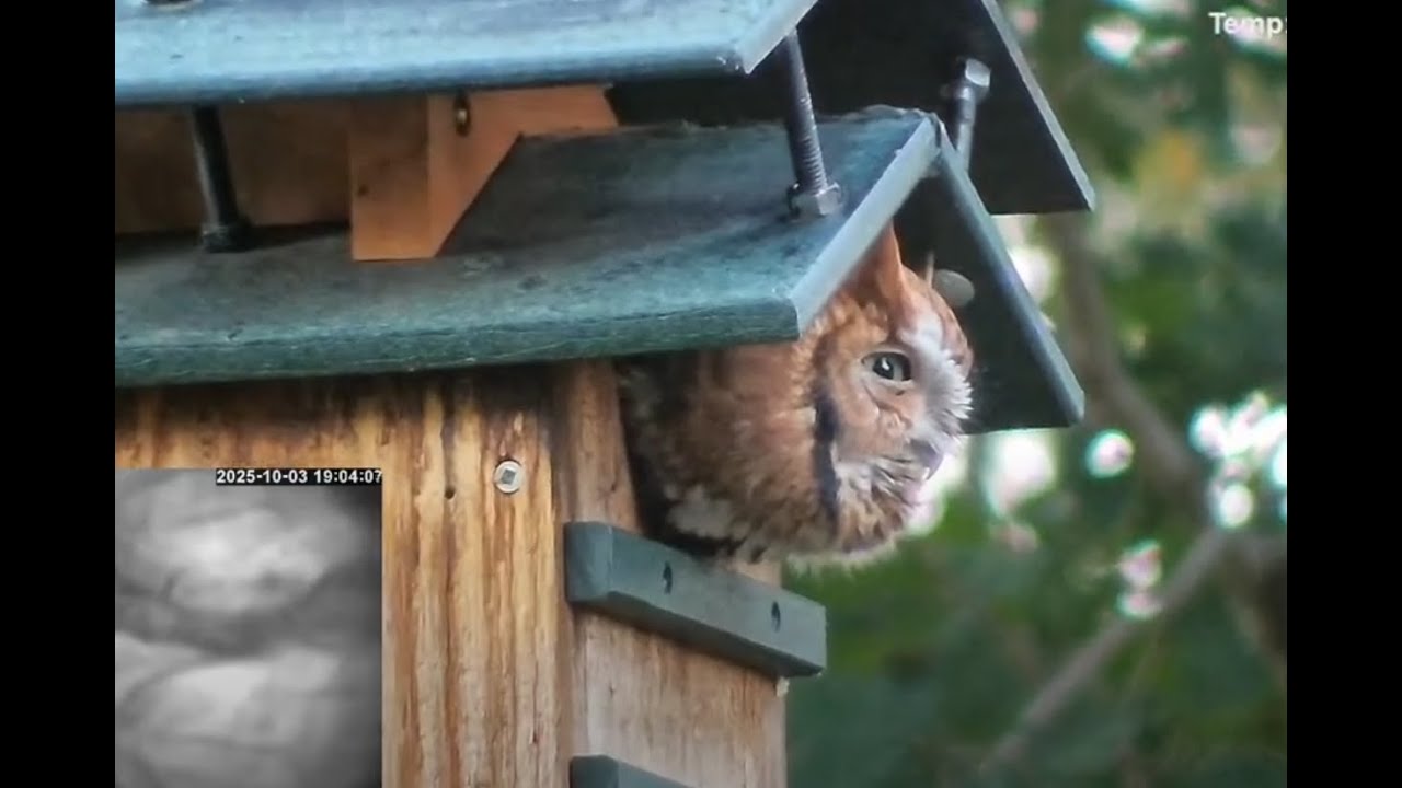 Live from the Owl Box (2025/2026)