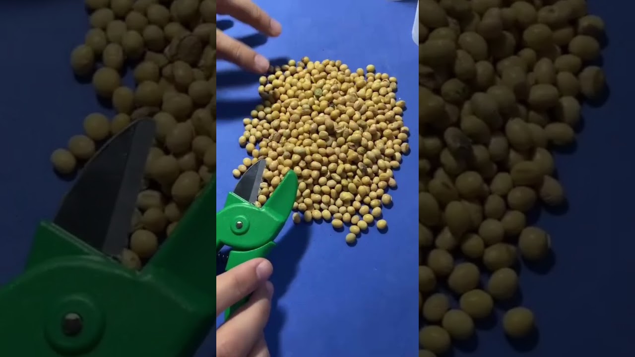 Classificação Vegetal - SOJA - Passo a passo