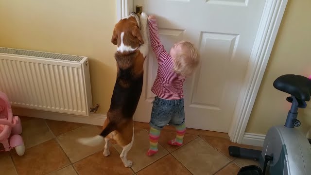 Smart Beagle Helps Baby Open a Door!
