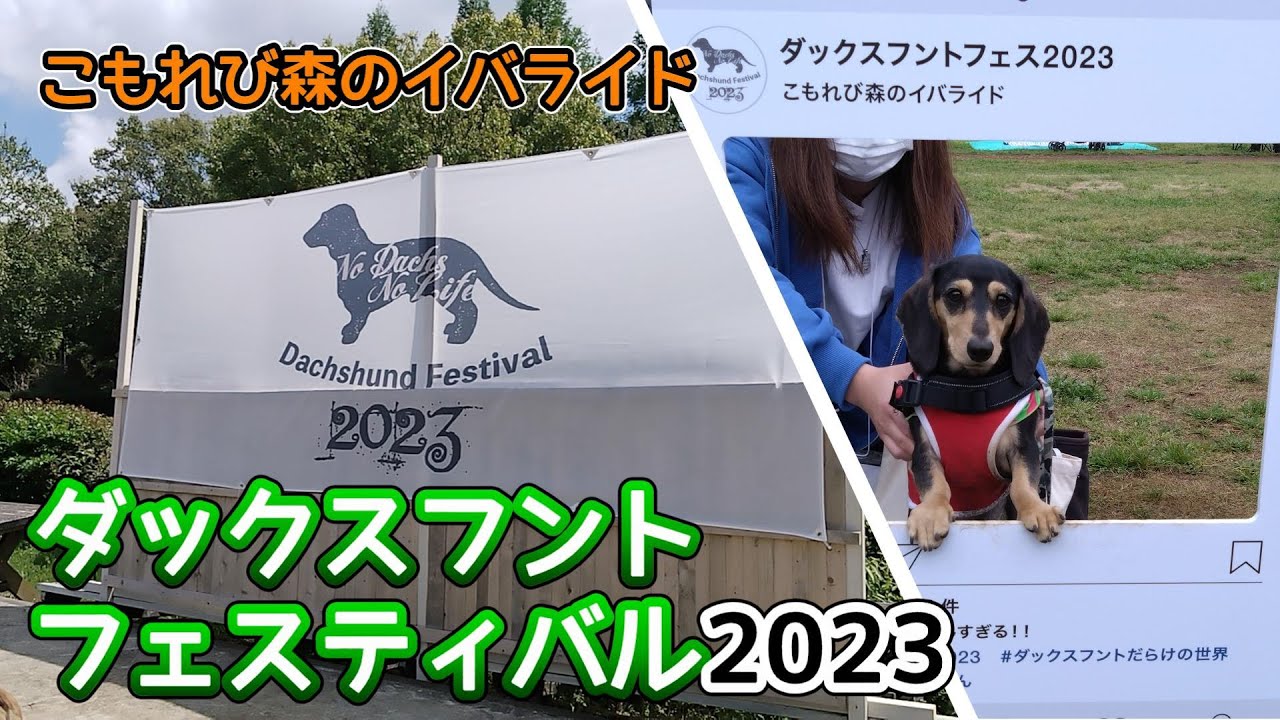 ダックスフントフェスティバル2023初参加の【ミニチュアダックスフンド】こもれび森のイバライド