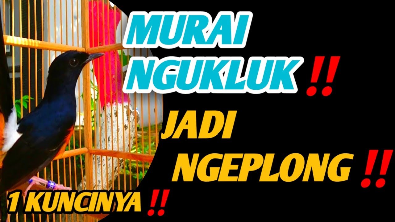 CARA MENGATASI MURAI BATU NGUKLUK AGAR MAU BONGKAR ISIAN‼️