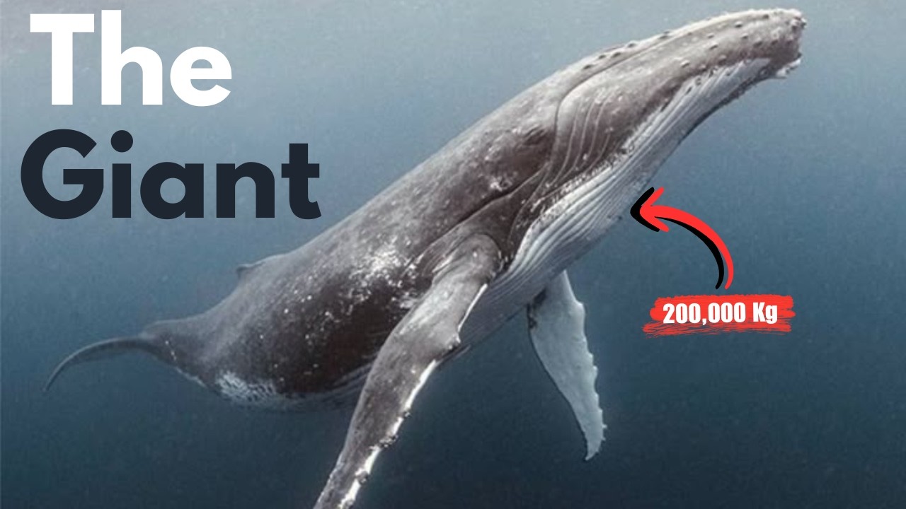 Nothing About Blue Whales Was Normal | The Incredible Blue Whale