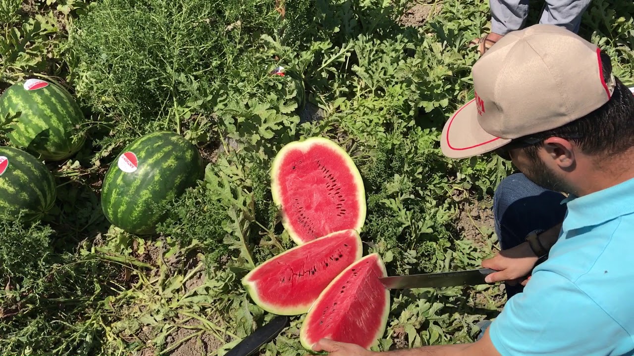 Anthem F1 karpuz çeşidi santagro