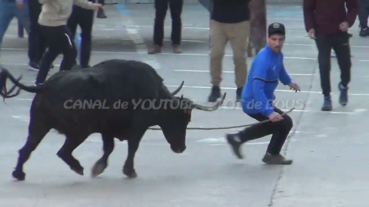 ESTIVELLA 08/02/2026 - GANADERIA LA PALOMA - MUY BUENA TARDE DONDE PASO DE TODO - - -VACAS TOP - - -