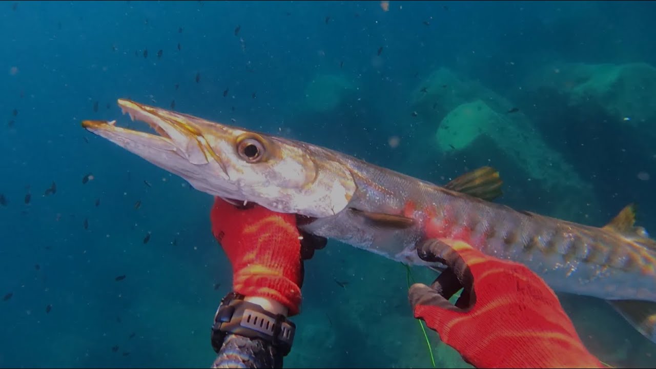 Large Barracuda encounter. Spearfishing Malta.