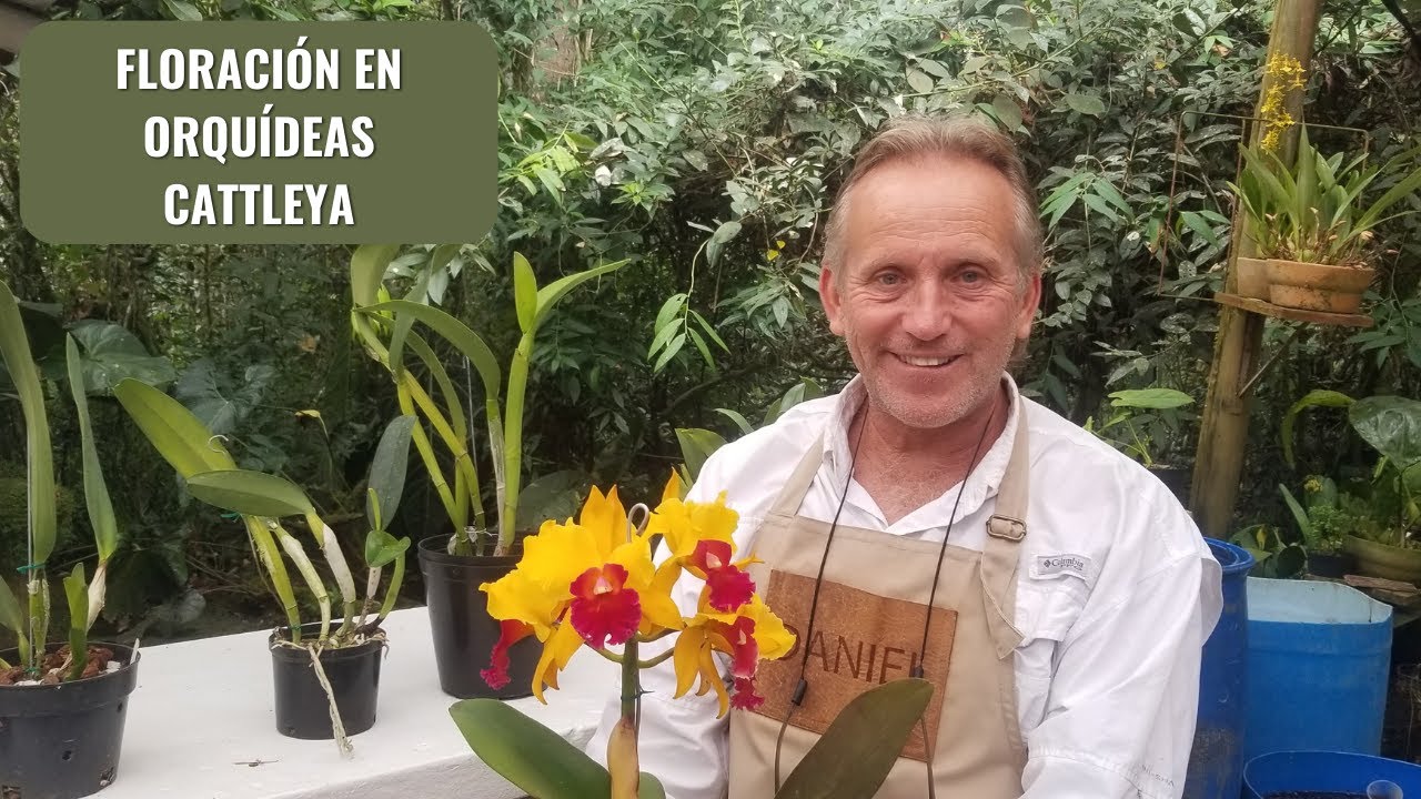 Floración en orquídeas Cattleya