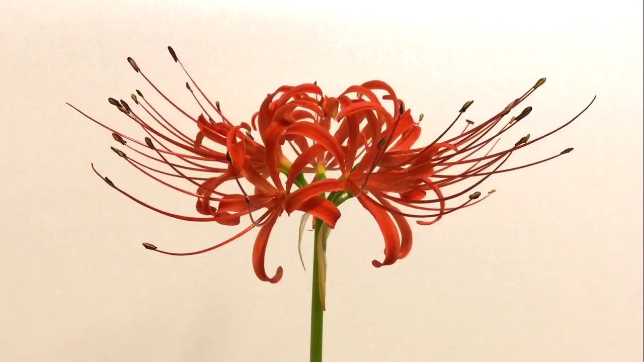 彼岸花 開花タイムラプス / Flowering of Lycoris radiata