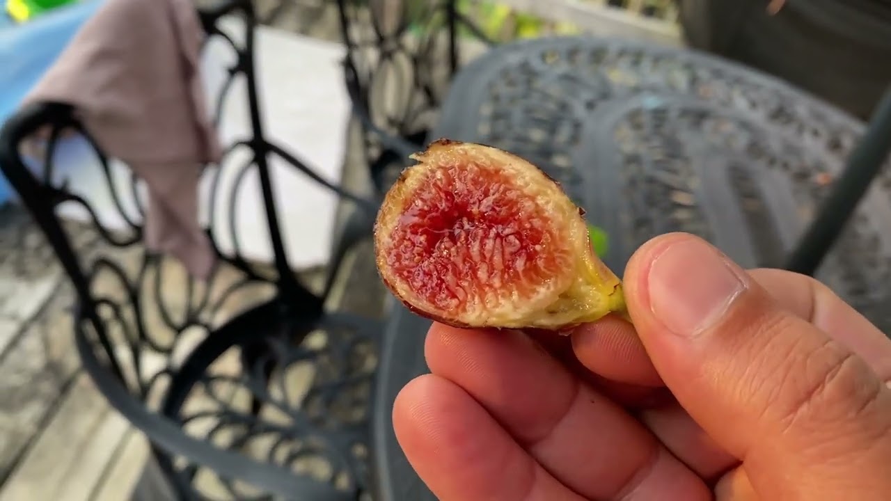تين سالم غامق Salem Dark Fig