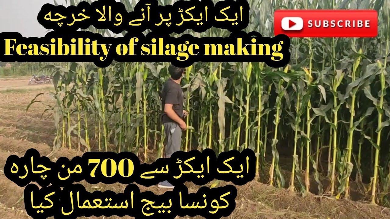 Feasibility of silage making 2022 II Interview of farmer II How to take max production of maize crop