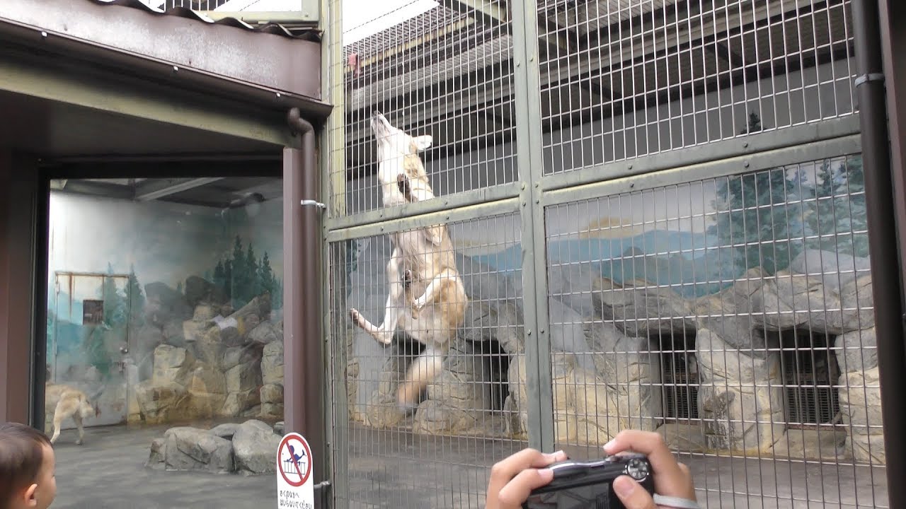 オオカミのおやつタイム (天王寺動物園) 2017年11月3日