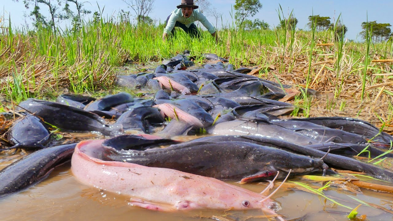 Amazing! Catfish Walking on Land After Rain – Unbelievable Survival in Muddy Fields!