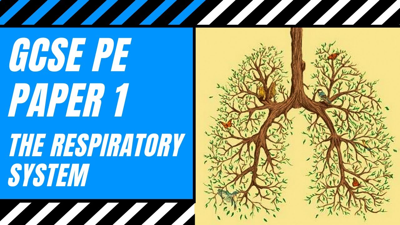 AQA GCSE PE: The Pathway Of Air & Gaseous Exchange | The Lungs & Alveoli | The Respiratory System