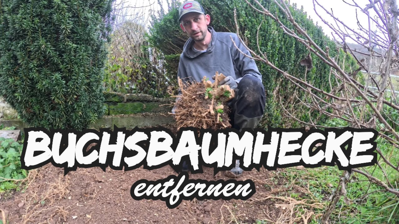 BUCHSBAUMHECKE entfernen