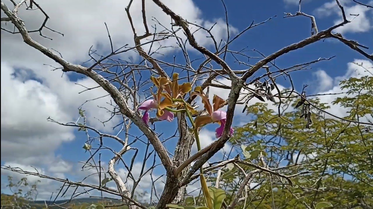 🟢 #CATTLEYA #TENUIS #ORQUÍDEAS #NATUREZA #FLORAÇÕES #HABITAT VARIAÇÕES DA CATTLEYA  TENUIS