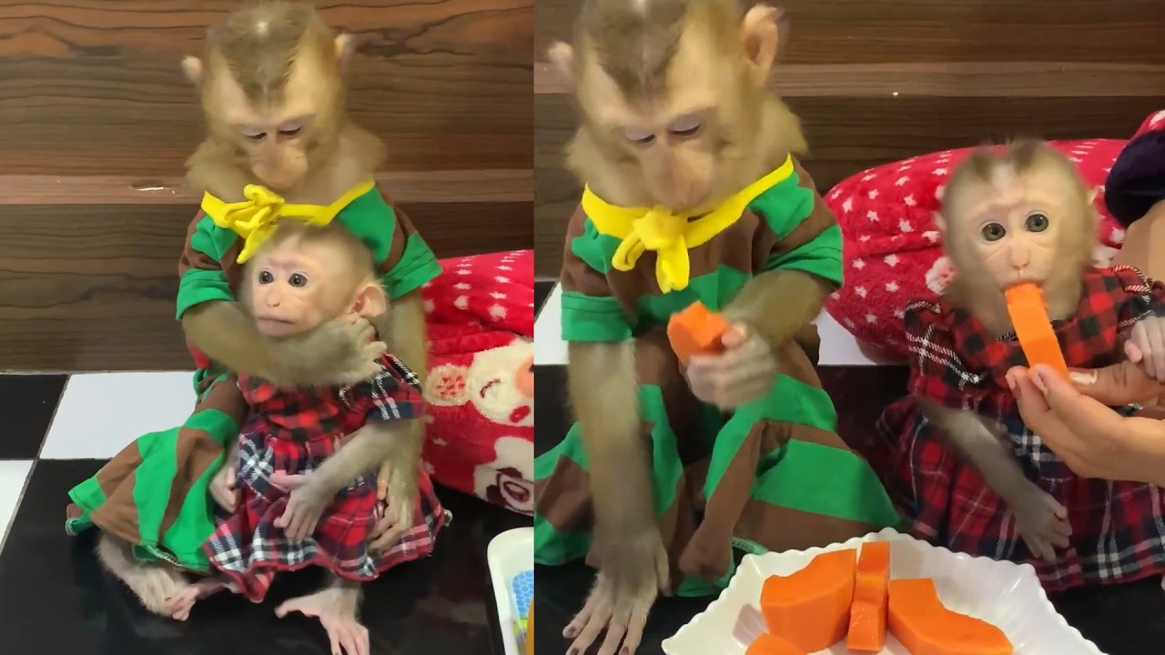 Tiny Baby Gets Spoon-Fed & Cute Monkeys Eat Papaya in Dresses! 🐒👗