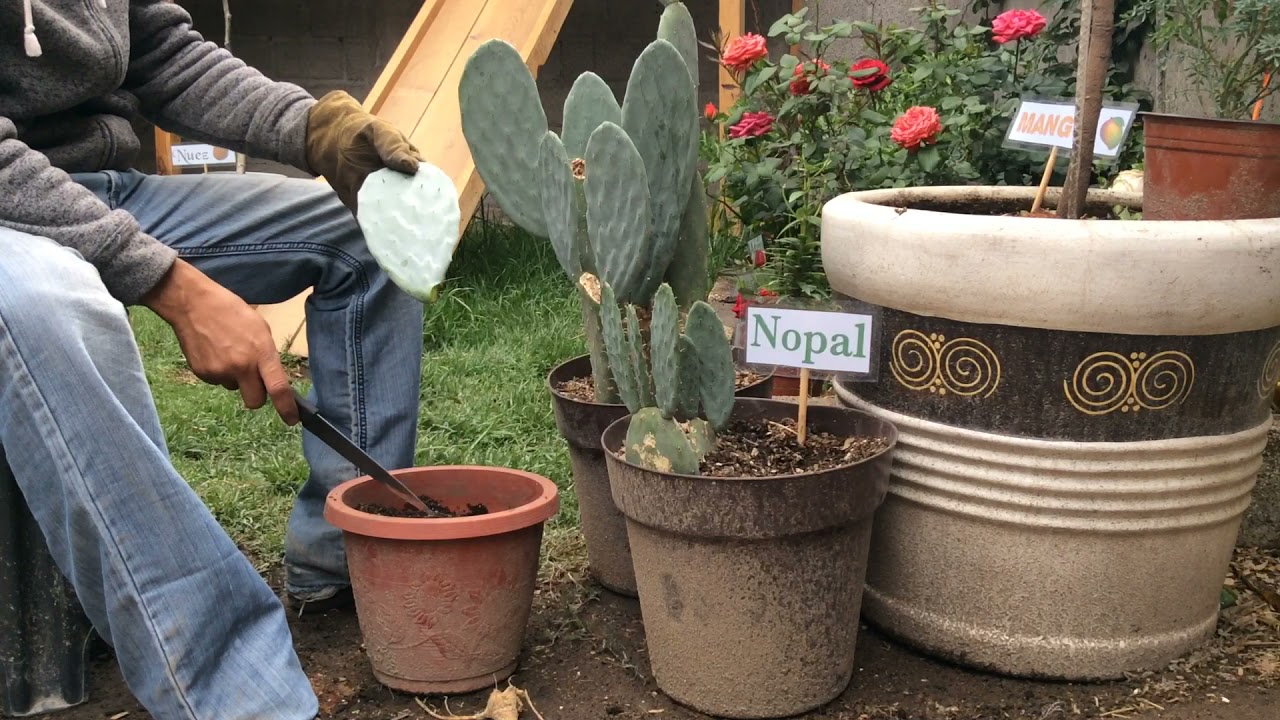 Cómo trasplantar un nopal a maceta  fácil y sencillo, té invito a plantar un nopal.