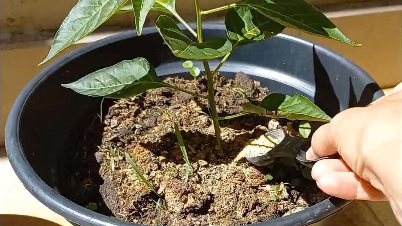 Aplicação de farinha de ossos nos pés de pimenta em vaso.