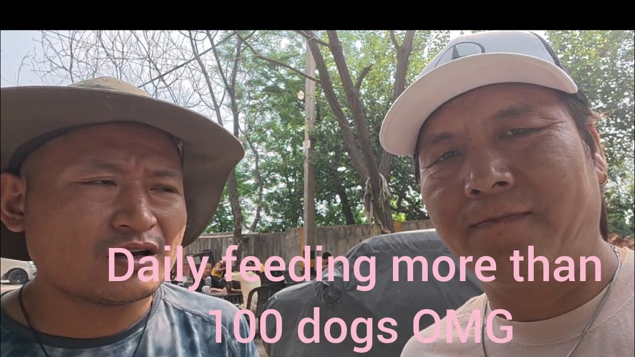 Nine years of hard work results #tibetanyoutuber #freetibet