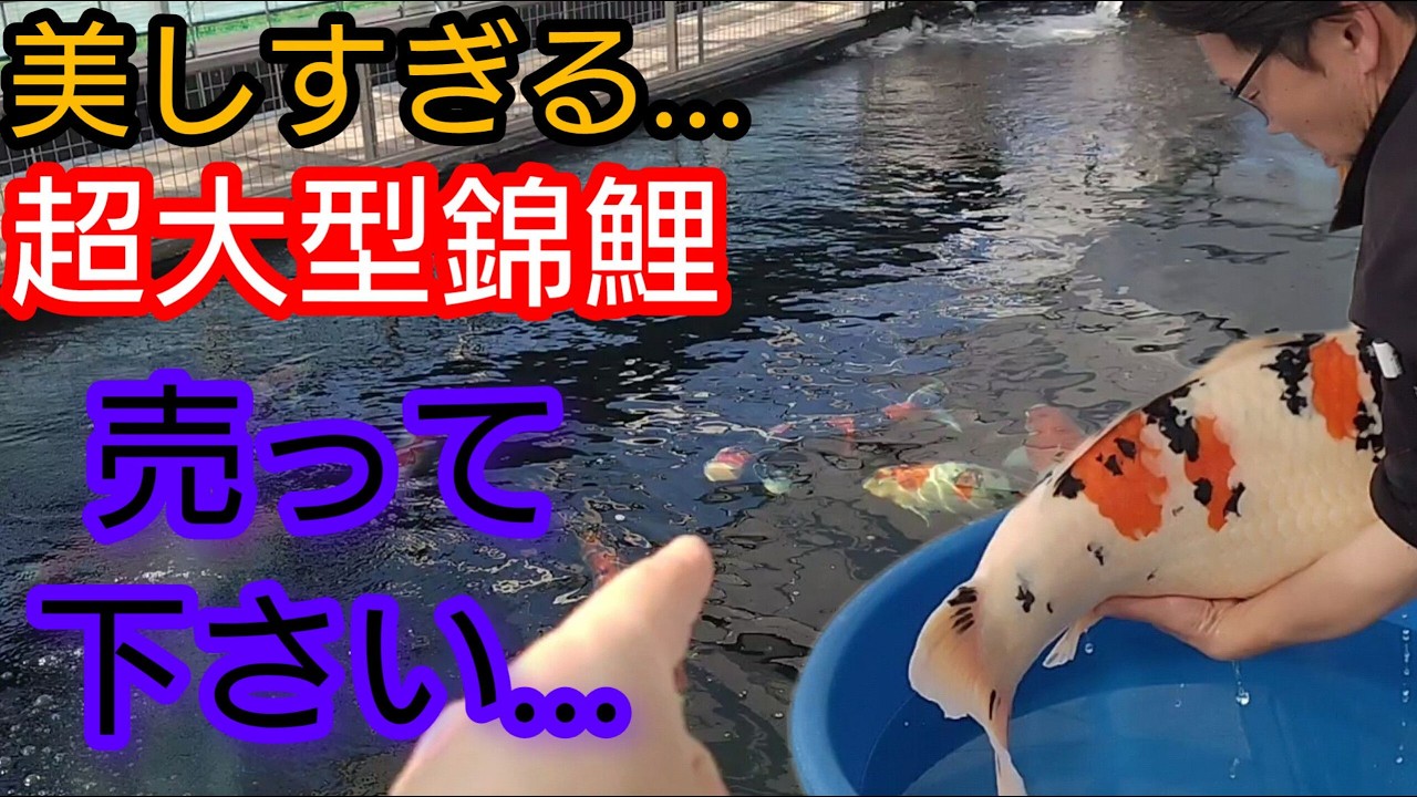 120㌧池の大型錦鯉【売って下さい】言った結果…　#錦鯉 　#アクアリウム　# koi
