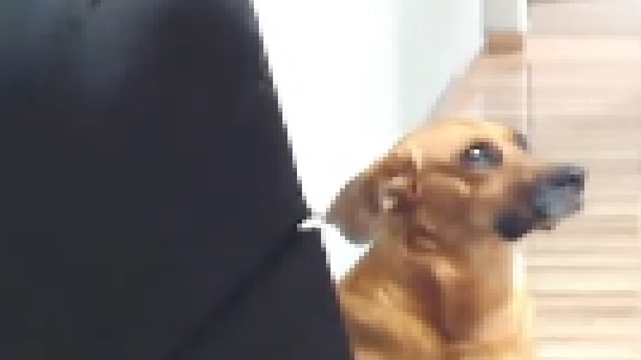 Grifvoid  recuerda a su ex ( Le quitaron el perro 😹)