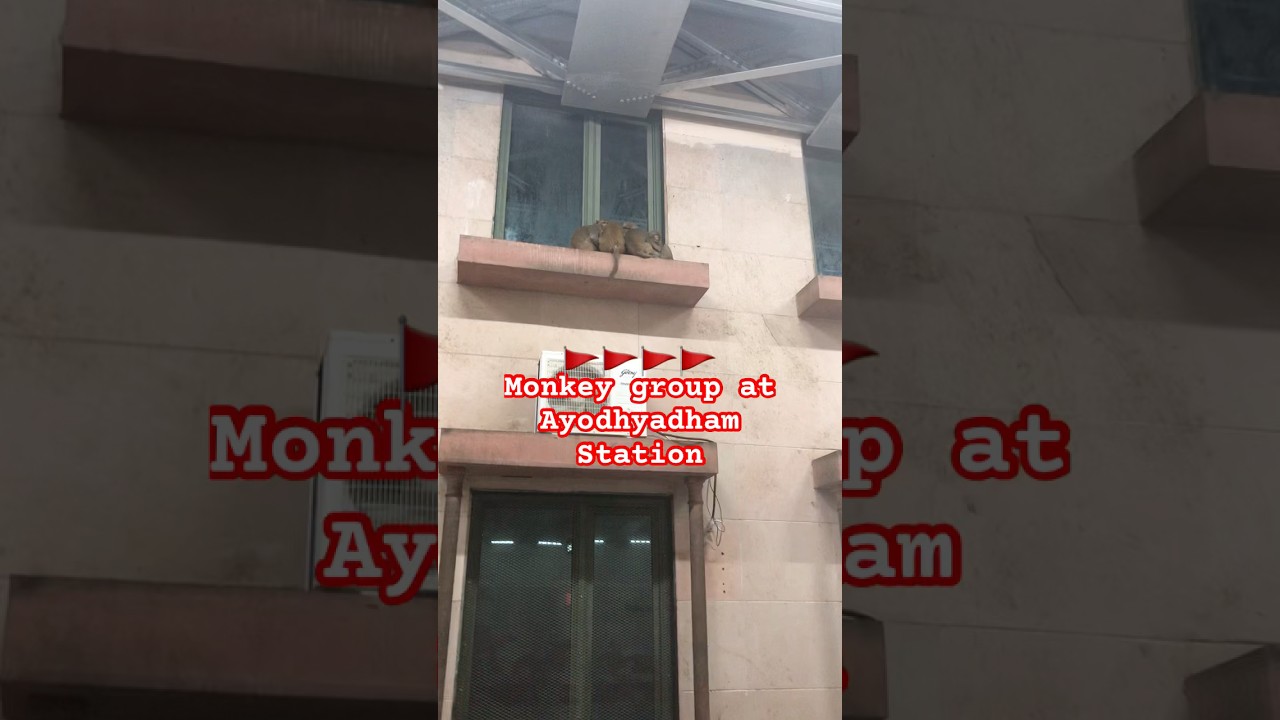 Monkey Sleeping in Group At 