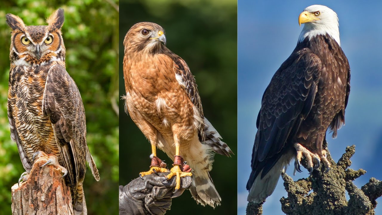 Hunters of the Skies: Unveiling the Secrets of Birds of Prey facts!
